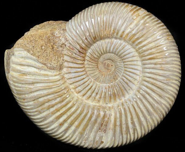 Perisphinctes Ammonite - Jurassic #45410
